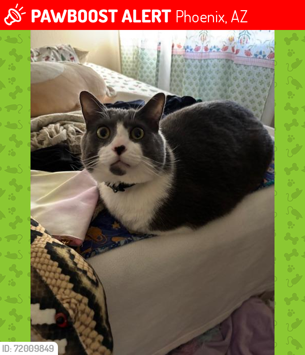 Lost Male Cat last seen Near E Pinchot Ave, Phoenix, AZ 85016