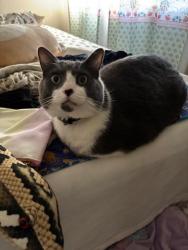 Lost Male Cat last seen Near E Pinchot Ave, Phoenix, AZ 85016