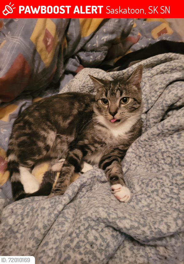 Lost Male Cat last seen Gray ave and Berini drive, Saskatoon, SK S7N