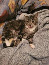 Lost Male Cat last seen Gray ave and Berini drive, Saskatoon, SK S7N