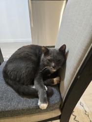 Lost Male Cat last seen Geronimo , Geronimo, TX 78155