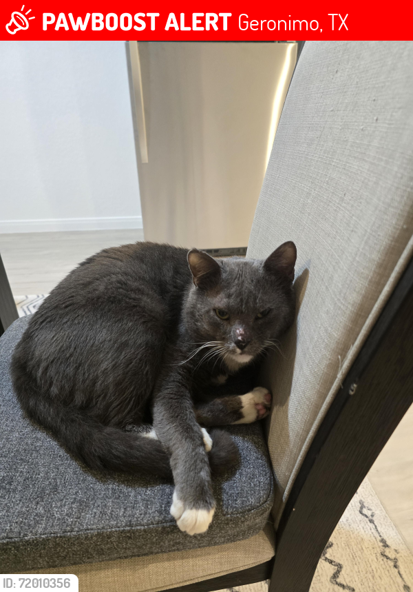Lost Male Cat last seen Geronimo , Geronimo, TX 78155