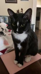 Lost Male Cat last seen Waco Drive, Waco, TX 76707