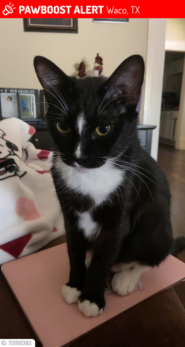 Lost Male Cat last seen Waco Drive, Waco, TX 76707