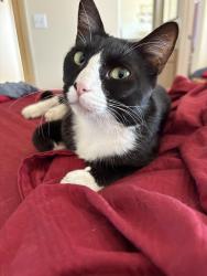 Lost Male Cat last seen Santa Rosa and Portola Streets , Palm Desert, CA 92260