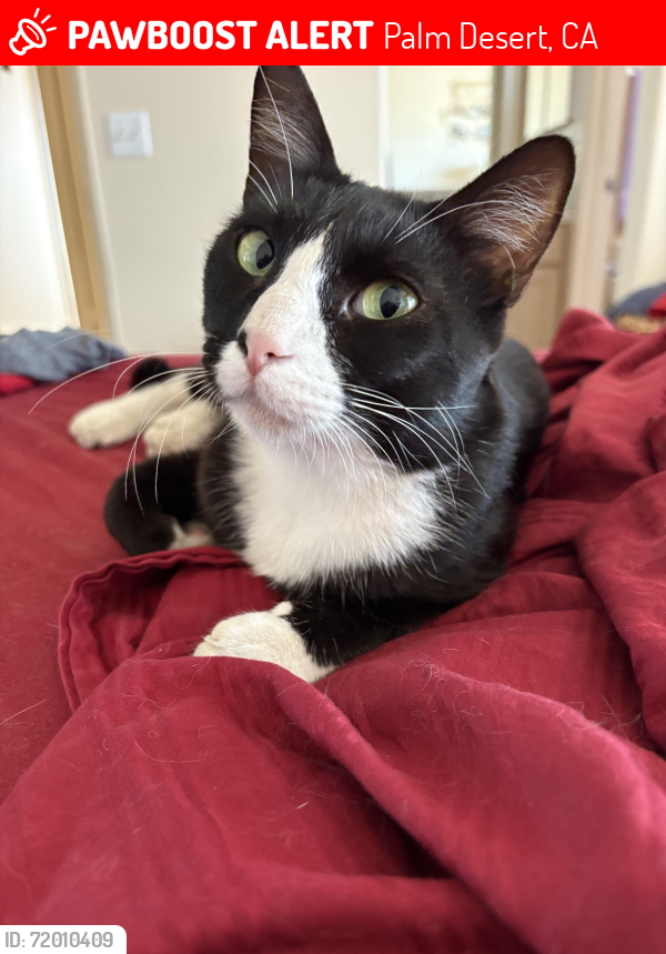 Lost Male Cat last seen Santa Rosa and Portola Streets , Palm Desert, CA 92260