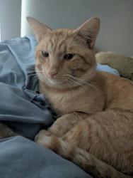 Lost Male Cat last seen Williams and McFadden , Tustin, CA 92780