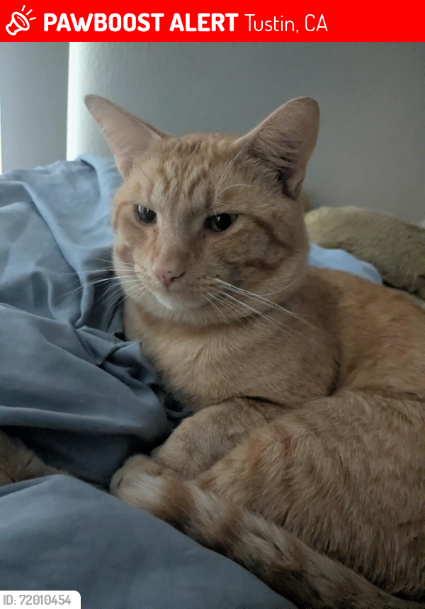 Lost Male Cat last seen Williams and McFadden , Tustin, CA 92780