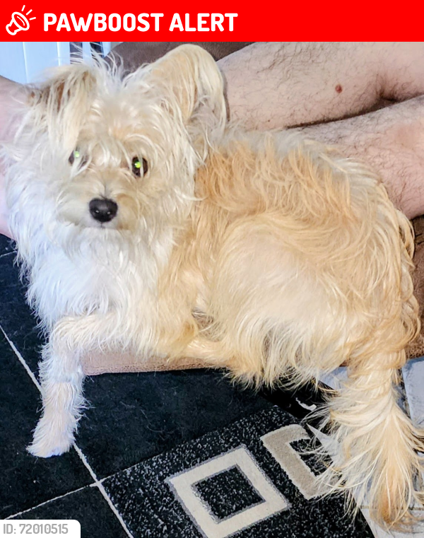 Lost Male Dog last seen Near Reed Drive, Keystone Heights, Florida 32656, Keystone Heights, FL 32656