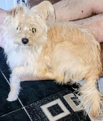 Lost Male Dog last seen Near Reed Drive, Keystone Heights, Florida 32656, Keystone Heights, FL 32656