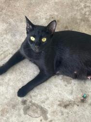 Lost Female Cat last seen Bobs lake rd , Hamptonville, NC 27020
