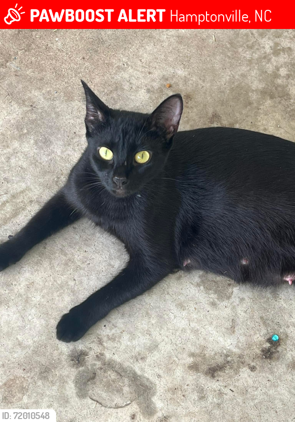 Lost Female Cat last seen Bobs lake rd , Hamptonville, NC 27020