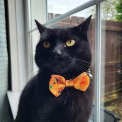 Lost Male Cat last seen Castlegore hall, Whappstown Rd, Northern Ireland BT42