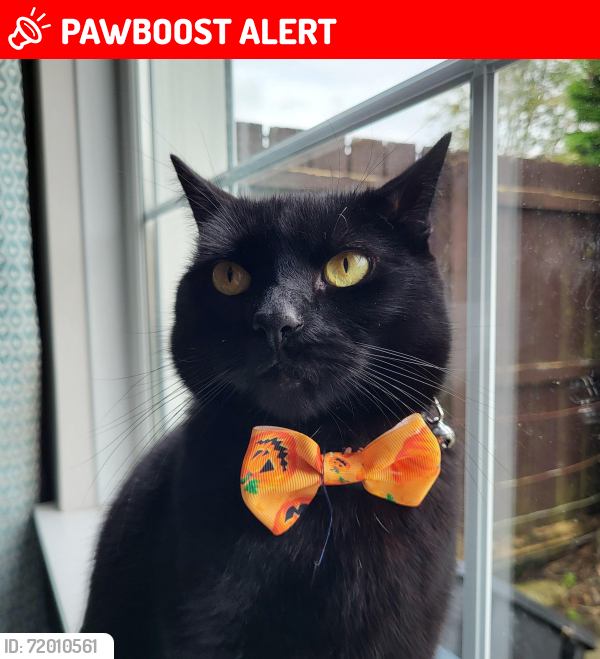 Lost Male Cat last seen Castlegore hall, Whappstown Rd, Northern Ireland BT42