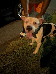 Reunited Unknown Dog last seen Rustic View Ct and Old Briar Rd, 28216, Charlotte, NC 28216