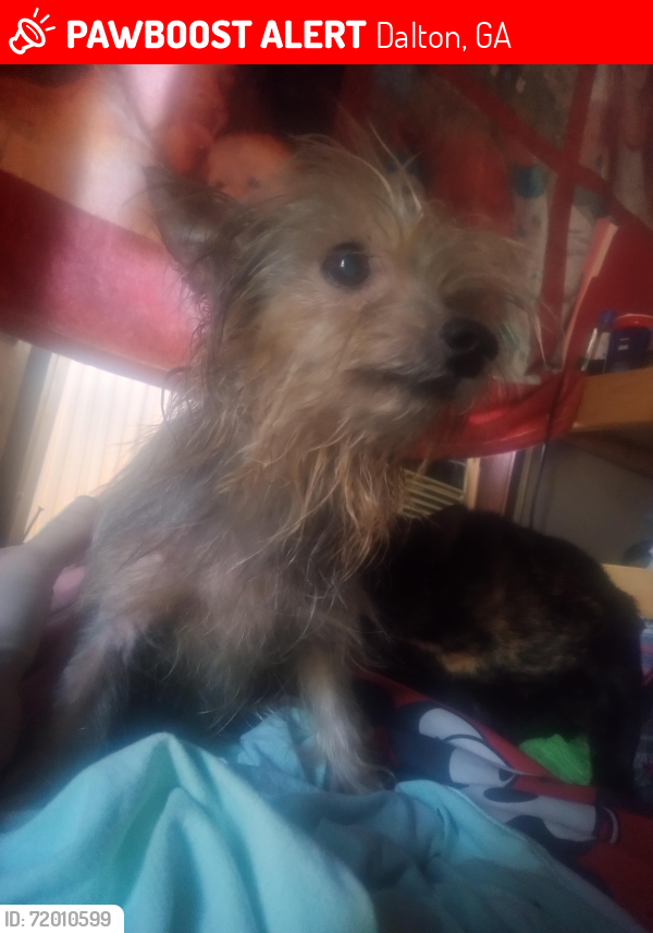 Lost Male Dog last seen Near Jackson rd Dalton ga, Dalton, GA 30721