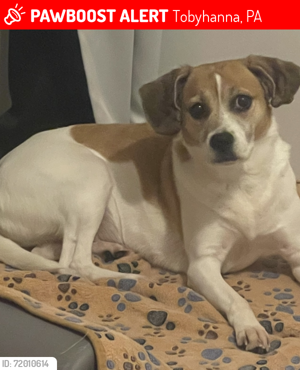 Lost Female Dog last seen Bumble bee or bear trail dr, Tobyhanna, PA 18466