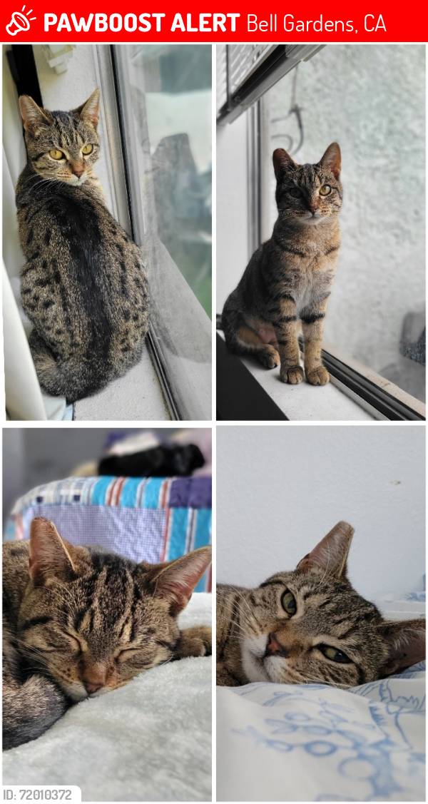 Lost Female Cat last seen Lubec st and Ajax, Bell Gardens, CA 90201