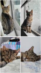 Lost Female Cat last seen Lubec st and Ajax, Bell Gardens, CA 90201