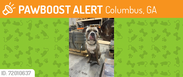 Found/Stray Male Dog last seen Miller Court, Columbus, GA 31909