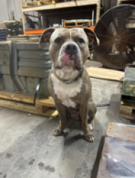 Found/Stray Male Dog last seen Miller Court, Columbus, GA 31909