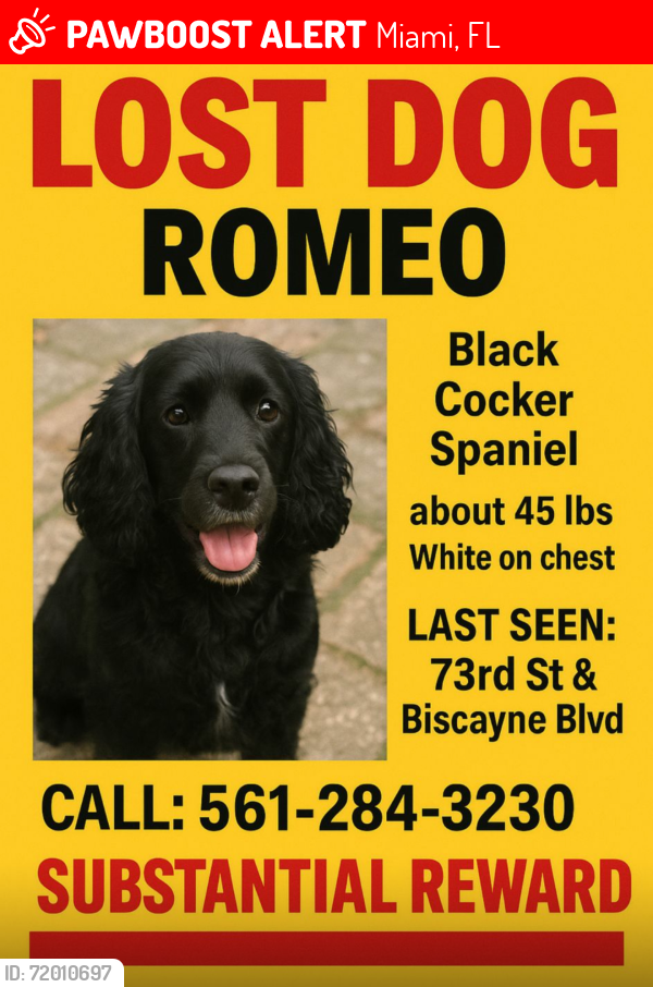 Lost Male Dog last seen biscayne \73rd st, Miami, FL 33138
