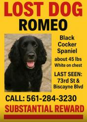 Lost Male Dog last seen biscayne \73rd st, Miami, FL 33138