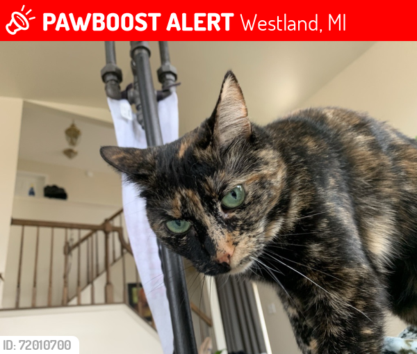 Lost Female Cat last seen Bison and Pawnee Westland, MI, Westland, MI 48185