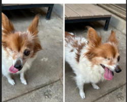 Reunited Female Dog last seen Palm and Bullard, Fresno, CA 93704