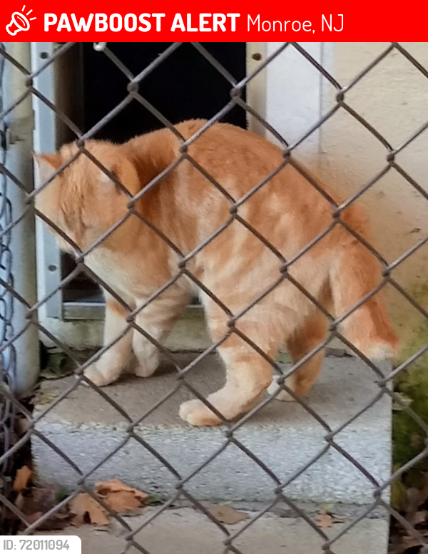 Lost Female Cat last seen Lois Drive , Monroe, NJ 08094