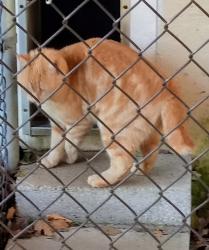 Lost Female Cat last seen Lois Drive , Monroe, NJ 08094