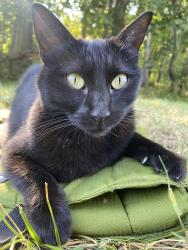Lost Female Cat last seen Lake Unity Rd, Fruitland Park, FL 34731