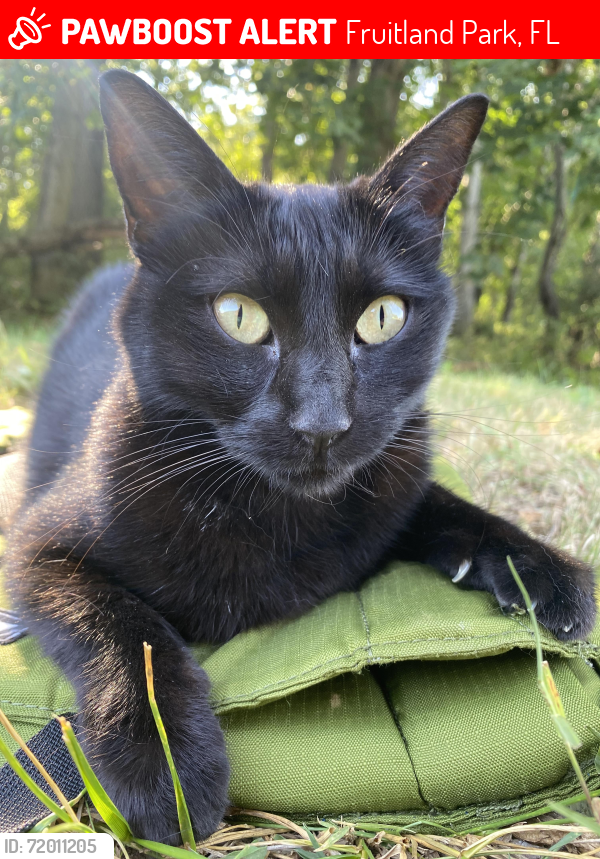 Lost Female Cat last seen Lake Unity Rd, Fruitland Park, FL 34731