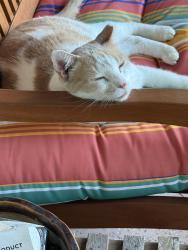 Found/Stray Male Cat last seen Lake and martin, Apopka, FL 32712