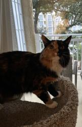 Lost Female Cat last seen Rocky Face Ridge Park , Dalton, GA 30720