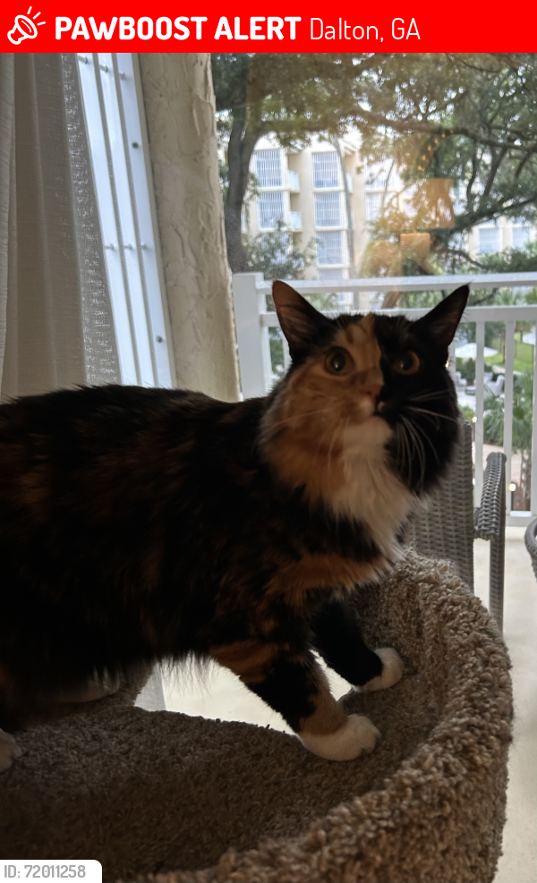 Lost Female Cat last seen Rocky Face Ridge Park , Dalton, GA 30720