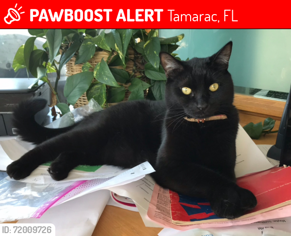 Lost Male Cat last seen Near W Commercial Blvd Tamarac, Extended Stsy America , Tamarac, FL 33309