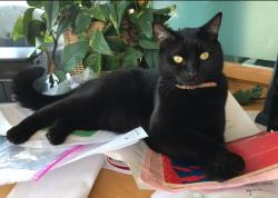 Lost Male Cat last seen Near W Commercial Blvd Tamarac, Extended Stsy America , Tamarac, FL 33309