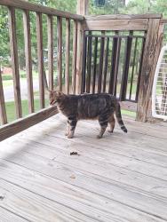 Lost Male Cat last seen ORNL bank, Hill Street, 411 highway, Madisonville, TN 37354