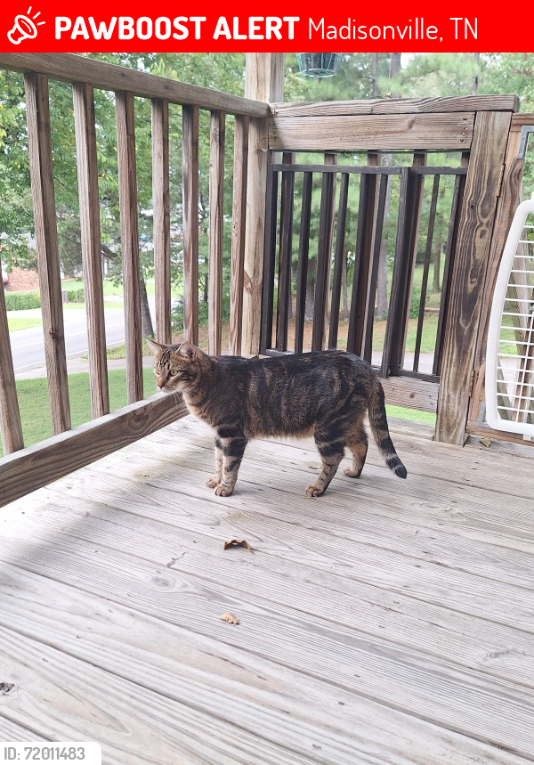 Lost Male Cat last seen ORNL bank, Hill Street, 411 highway, Madisonville, TN 37354