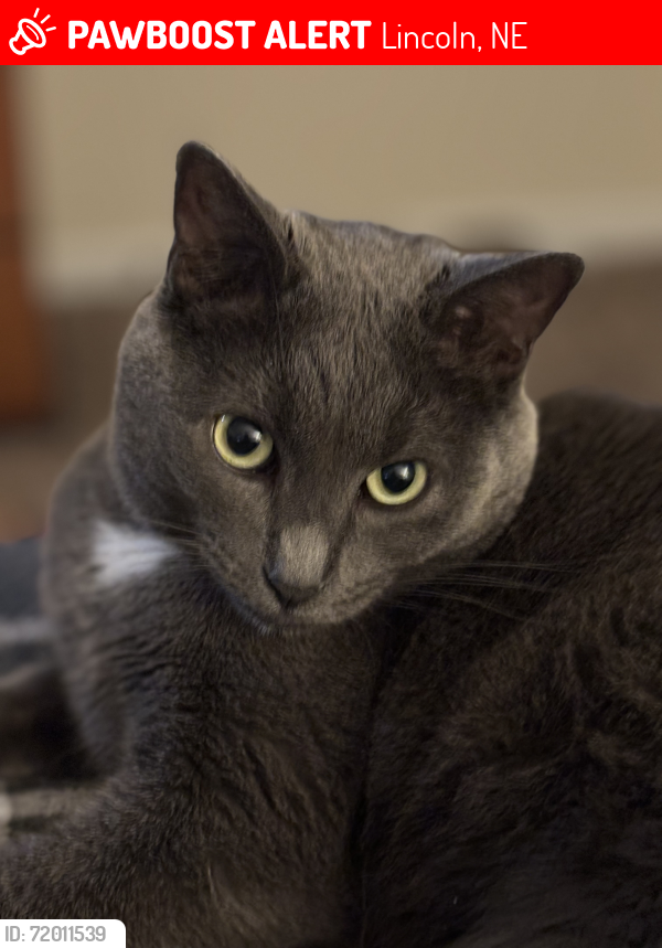 Lost Male Cat last seen North 84th street & Leighton , Lincoln, NE 68507
