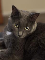 Lost Male Cat last seen North 84th street & Leighton , Lincoln, NE 68507