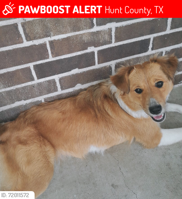 Lost Female Dog last seen Cr 3108 Campbell Texas , Hunt County, TX 75422