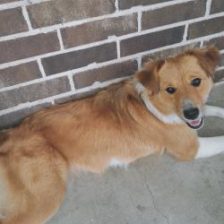 Lost Female Dog last seen Cr 3108 Campbell Texas , Hunt County, TX 75422