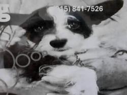 Lost Male Dog last seen yarbrough y I 10, El Paso, TX 79935