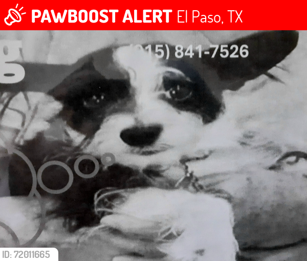 Lost Male Dog last seen yarbrough y I 10, El Paso, TX 79935