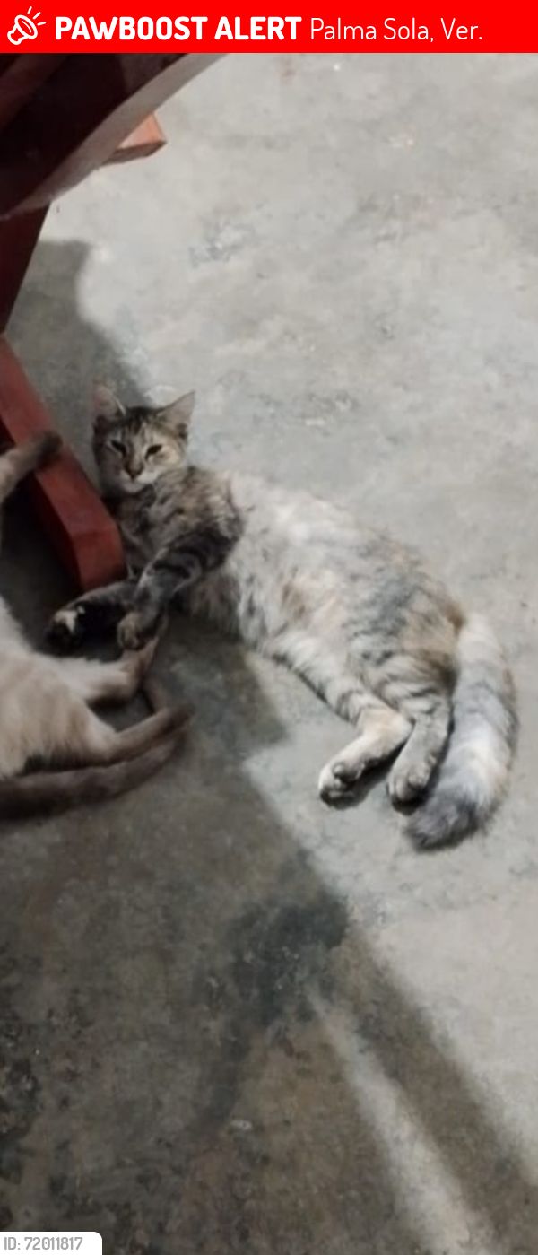 Lost Female Cat last seen Avenida cristo rey palma sola , Palma Sola, Ver. 91477