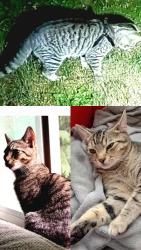 Lost Male Cat last seen King Edward st., Coquitlam, BC 
