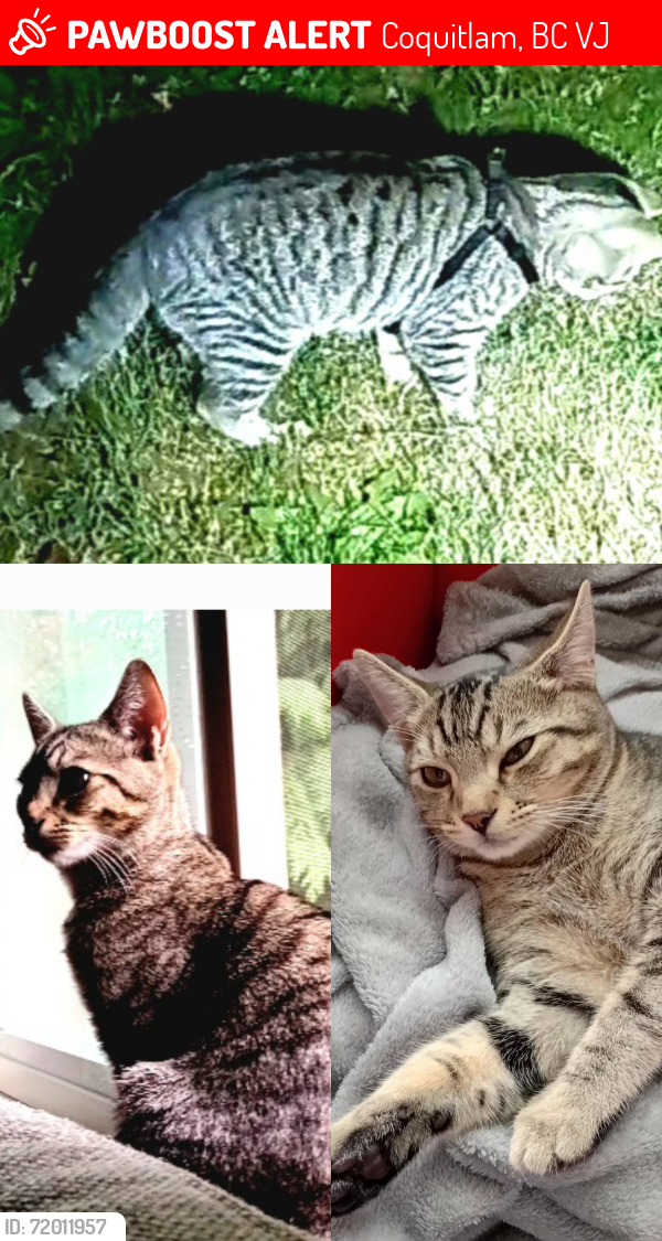 Lost Male Cat last seen King Edward st., Coquitlam, BC 
