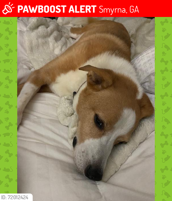 Lost Male Dog last seen Campbell Road, Smyrna, GA 30080